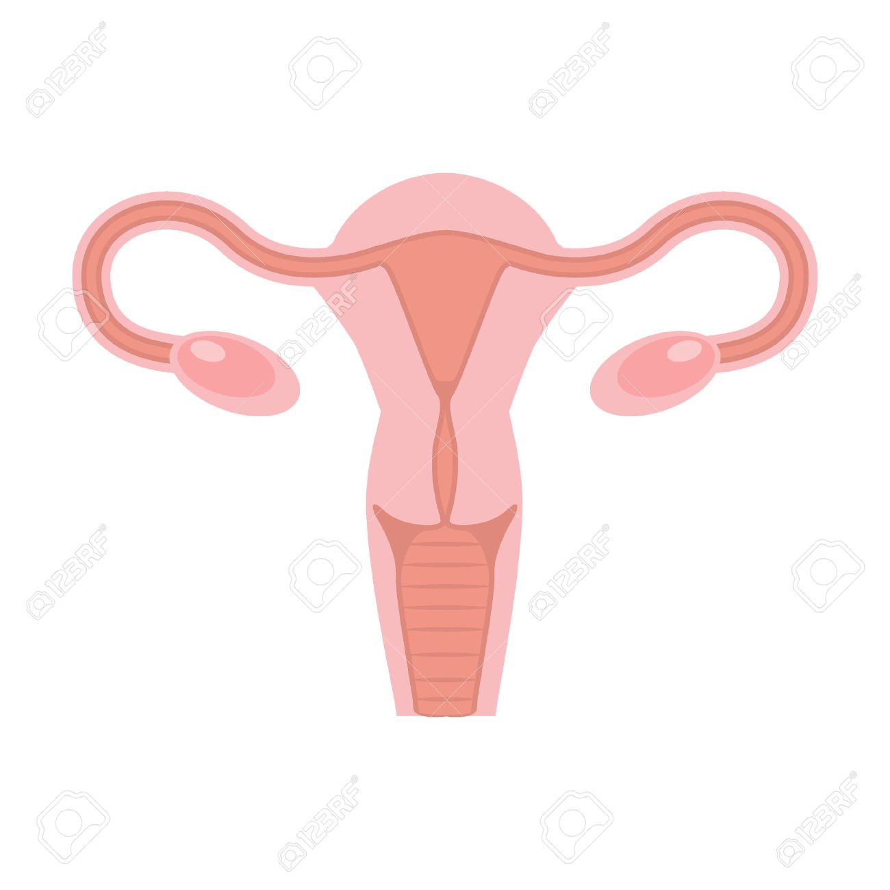 Uterus and ovaries, organs of female reproductive system. Flat style vector illustration. - 49541190 Uterus and ovaries, organs of female reproductive system. Flat style vector illustration. - 49541190