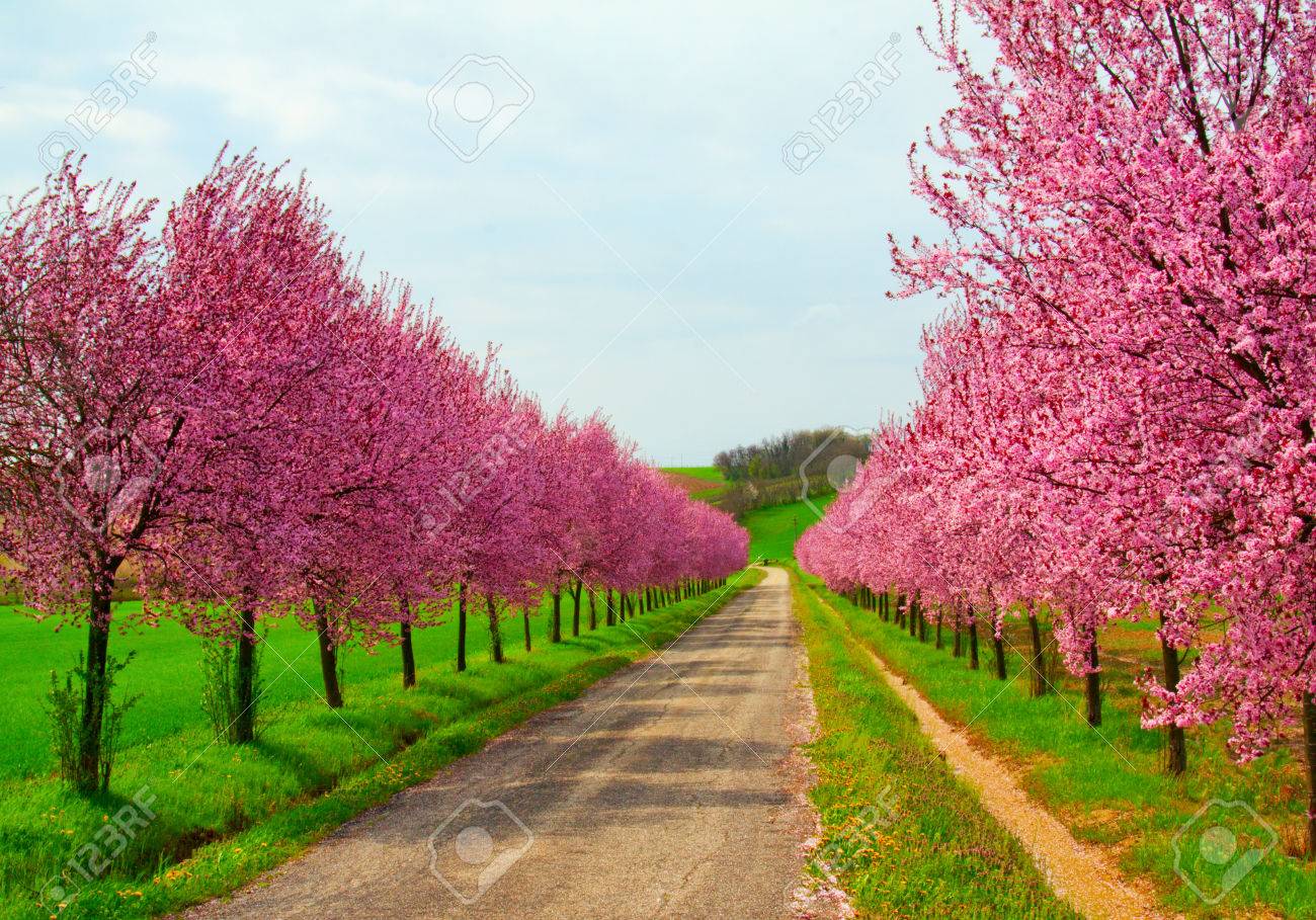 Peach Trees Full Of Pink Flowers On The Side Of A Country Road Stock Photo Picture And Royalty Free Image Image 22414644