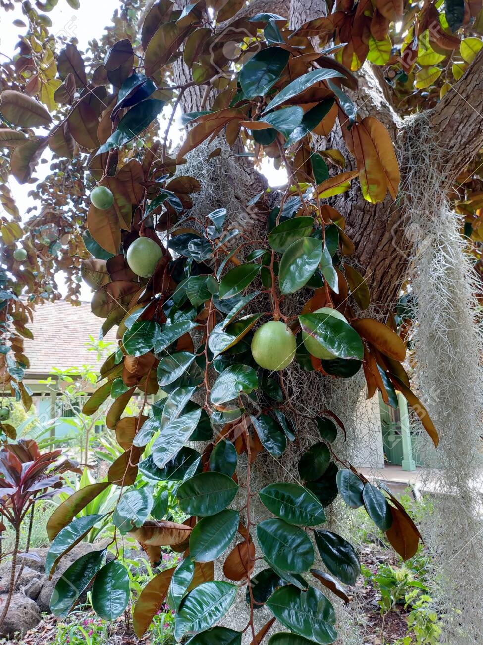 Cainito fruit tree for sale
