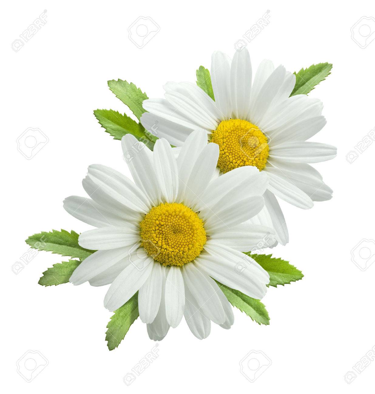 Double vertical chamomile composition isolated on white background as package design element - 42564662 Double vertical chamomile composition isolated on white background as package design element - 42564662
