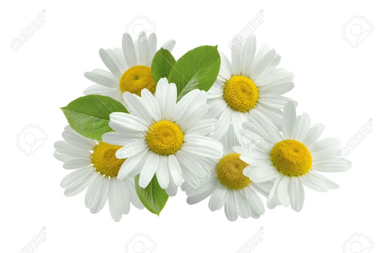 grupo flor de manzanilla