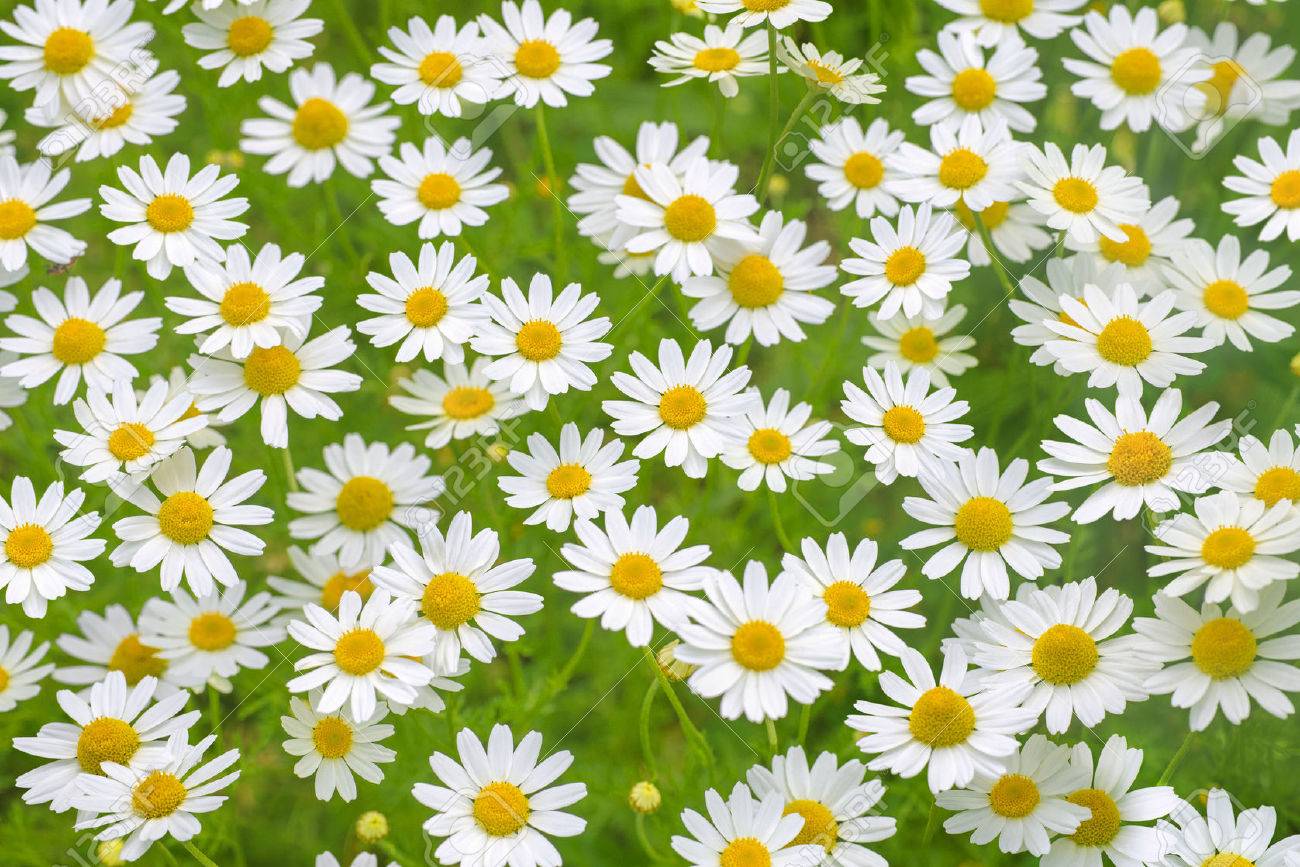 Chamomile field