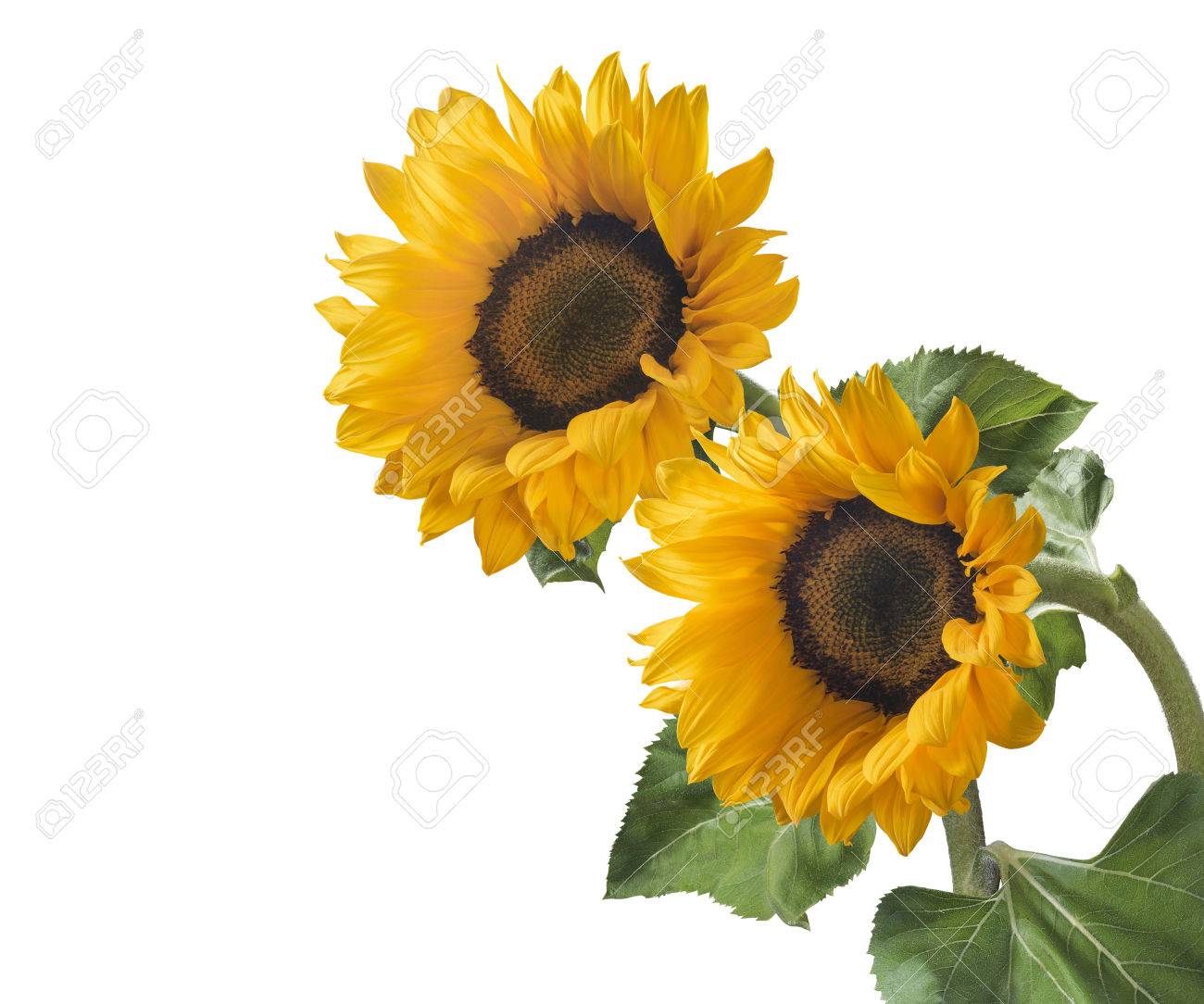 Double sunflower isolated on white background as package design element - 60740690 Double sunflower isolated on white background as package design element - 60740690