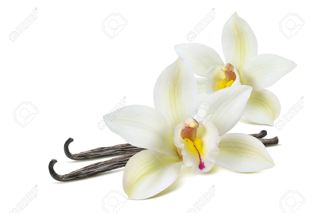 Double vanilla flower 2 isolated on white background as package design element - 77906310 Double vanilla flower 2 isolated on white background as package design element - 77906310