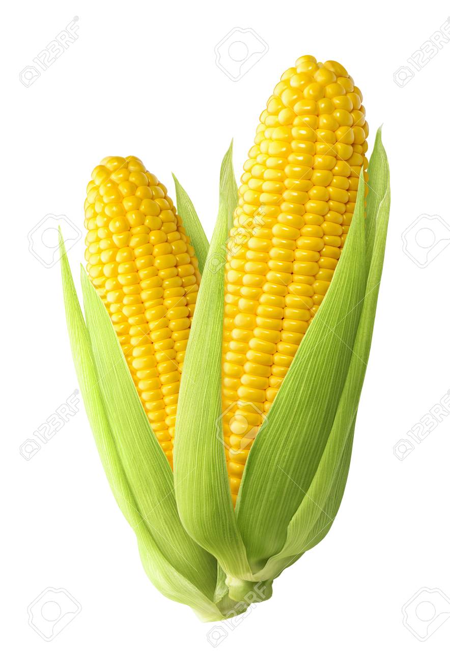 Sweet corn ears isolated on white background as package design element - 92856577 Sweet corn ears isolated on white background as package design element - 92856577