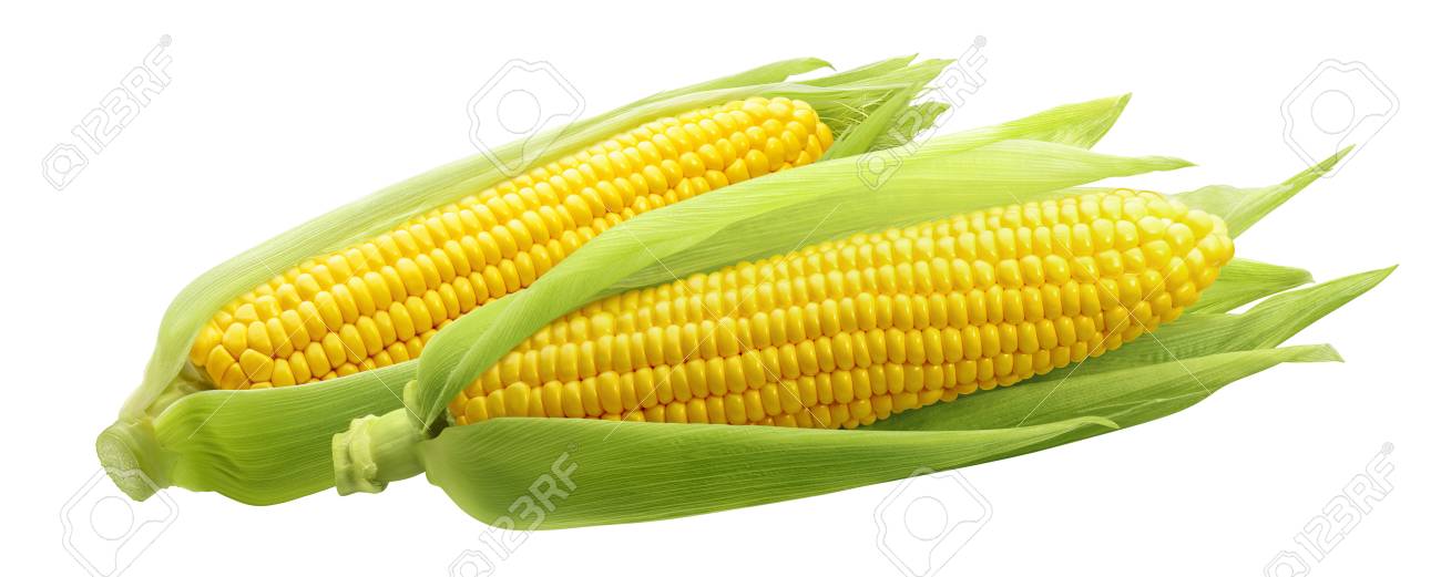 Corncobs or corn ears isolated on white background as package design element - 92683899 Corncobs or corn ears isolated on white background as package design element - 92683899