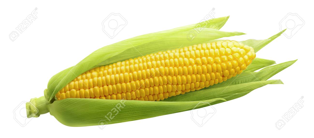 Single ear of corn isolated on white background as package design element - 92687626 Single ear of corn isolated on white background as package design element - 92687626
