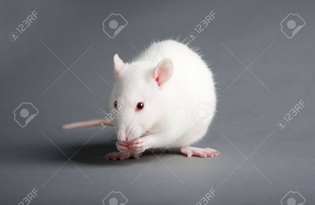 White laboratory rat isolated on grey background - 10042972 White laboratory rat isolated on grey background - 10042972