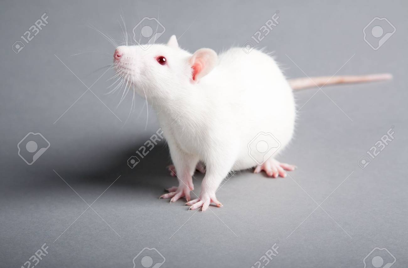 white laboratory rat isolated on grey background - 10995363 white laboratory rat isolated on grey background - 10995363