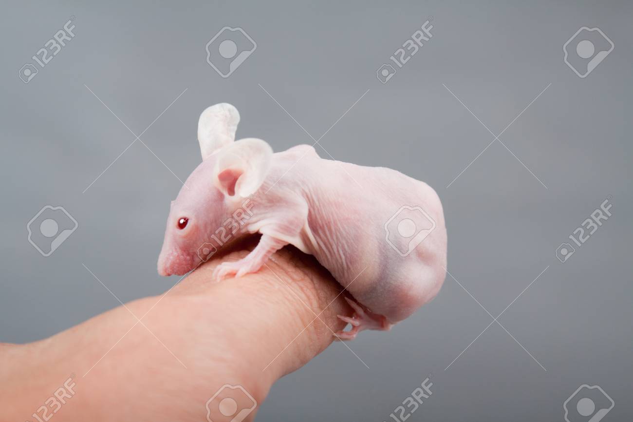 hairless laboratory mouse isolated on grey background - 10995367 hairless laboratory mouse isolated on grey background - 10995367
