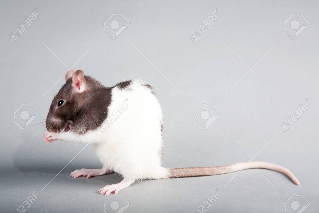 Brattleboro laboratory rat isolated on grey background - 11410681 Brattleboro laboratory rat isolated on grey background - 11410681
