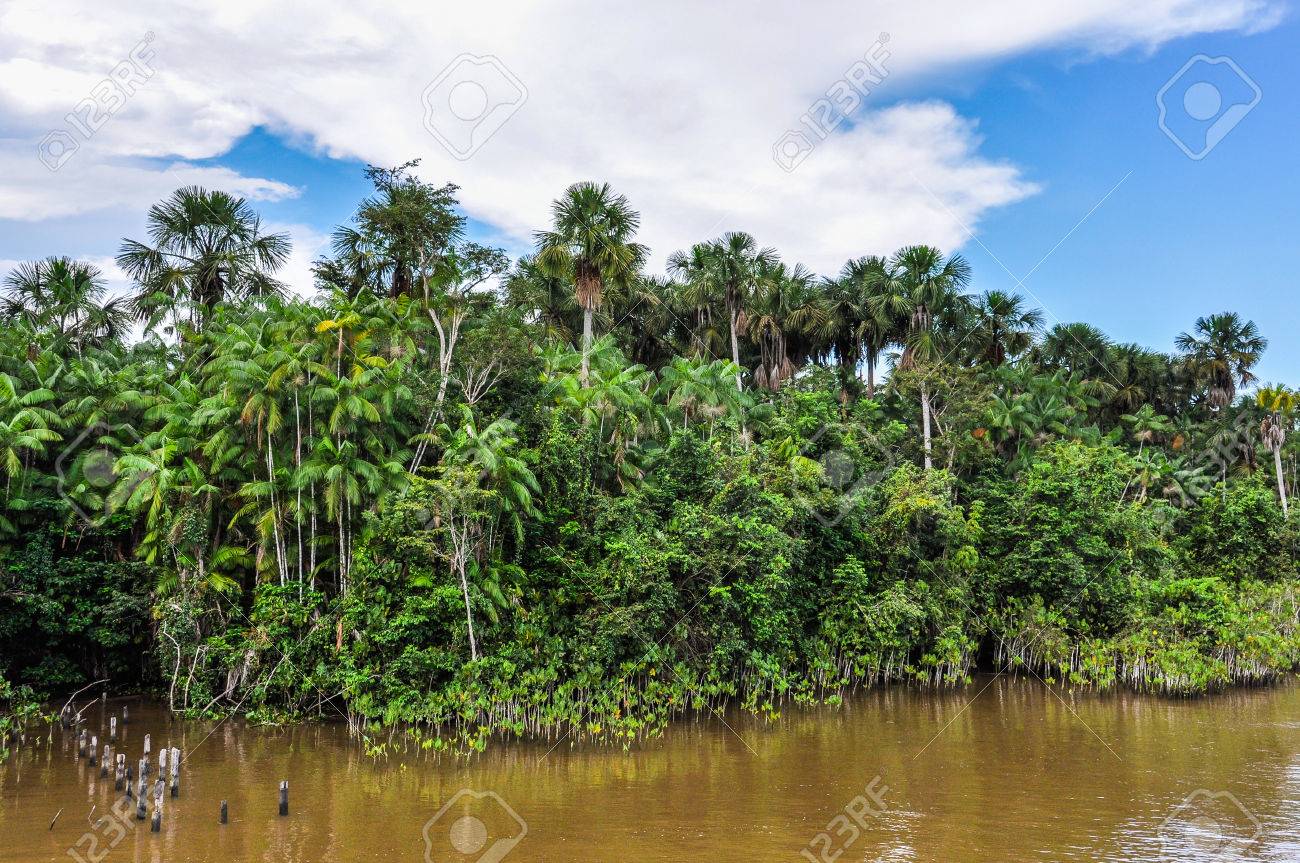 ブラジルのアマゾン川にボートから見た海岸のジャングル の写真素材 画像素材 Image ブラジルのアマゾン川にボートから見た海岸のジャングル の写真素材 画像素材 Image