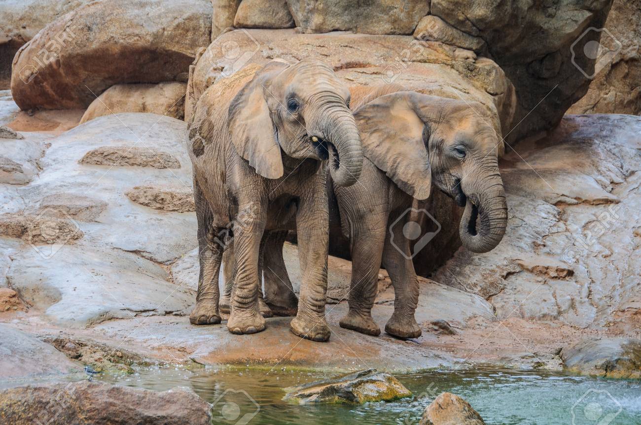 バレンシア スペインの動物向け動物園の象 の写真素材 画像素材 Image