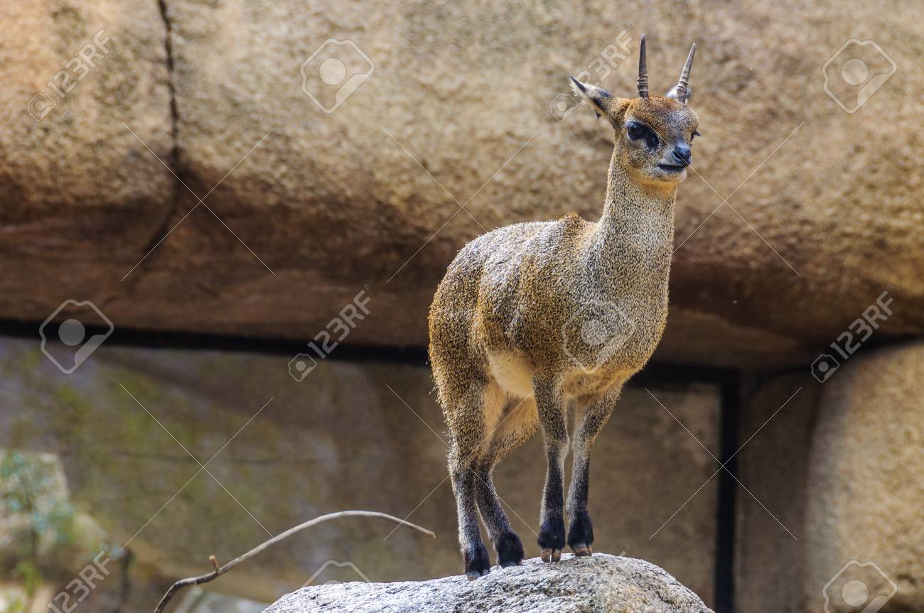 バレンシア スペインの動物向け動物園 Dik Dik の写真素材 画像素材 Image