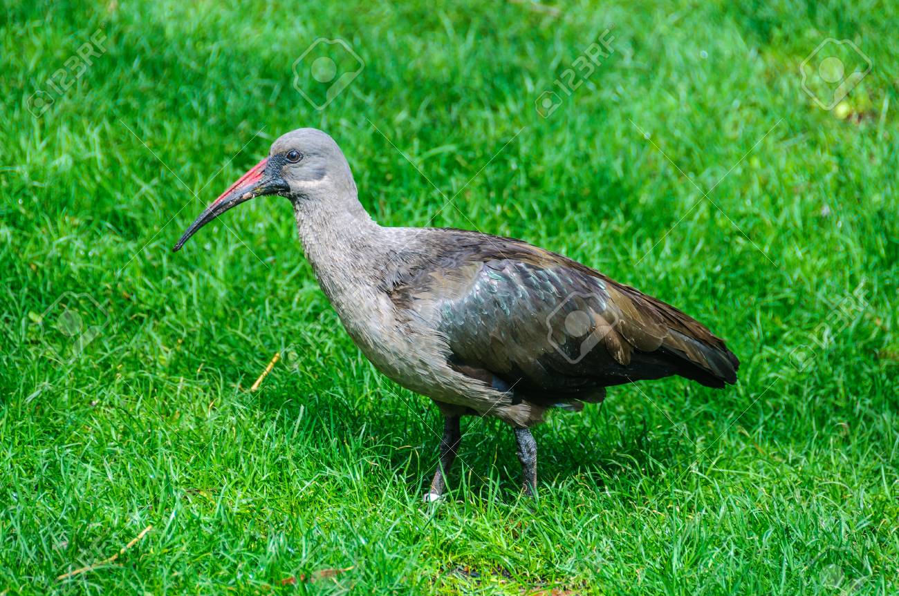バレンシア スペインの動物向け動物園でトキ の写真素材 画像素材 Image