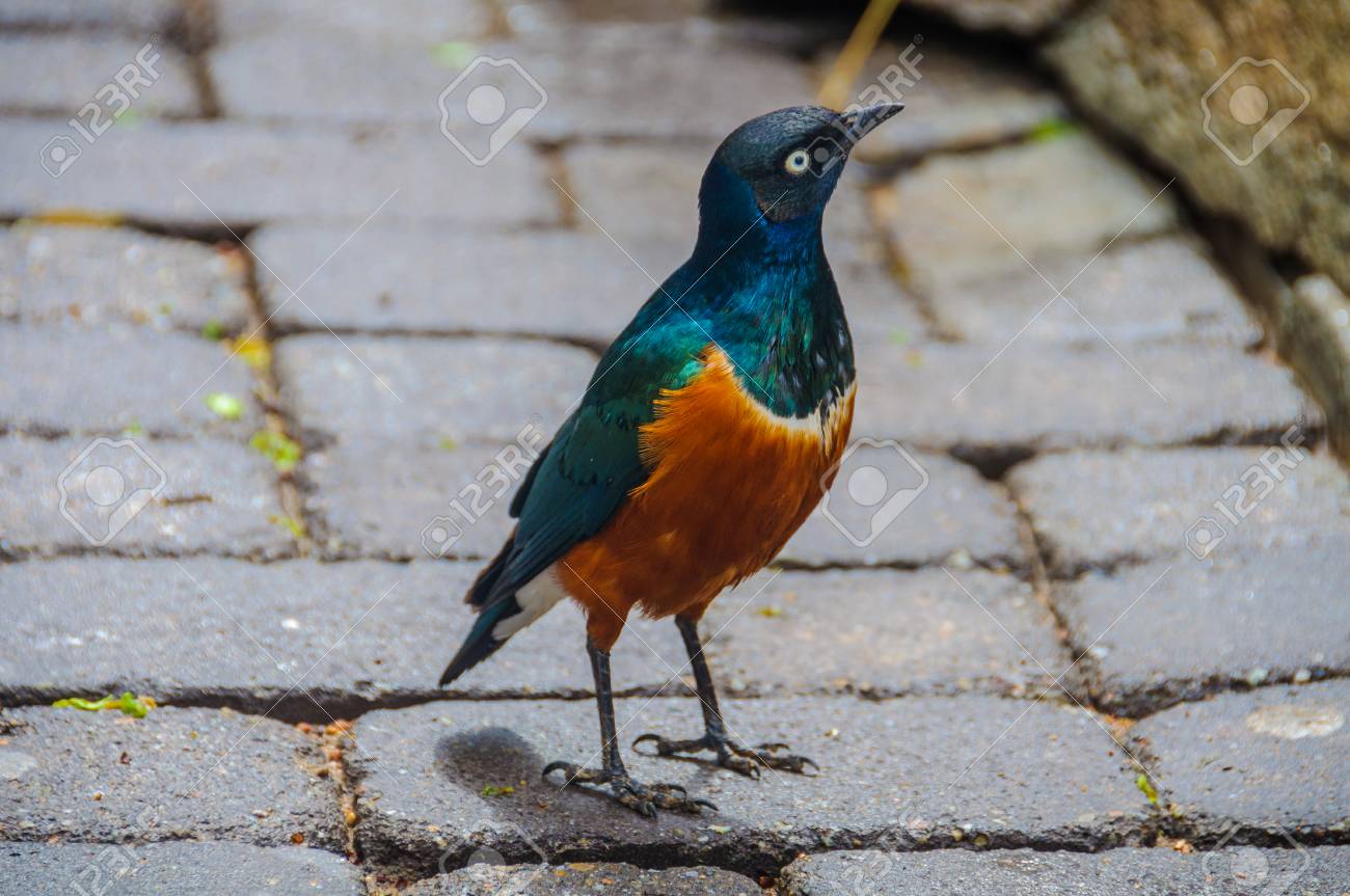 バレンシア スペインの動物向け動物園でカラフルなスターリング の写真素材 画像素材 Image