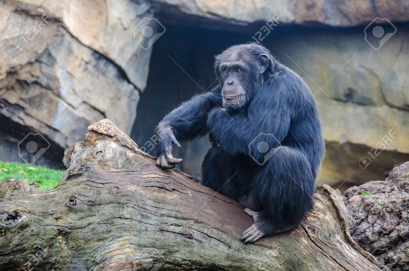 バレンシア スペインの動物向け動物園のチンパンジー の写真素材 画像素材 Image