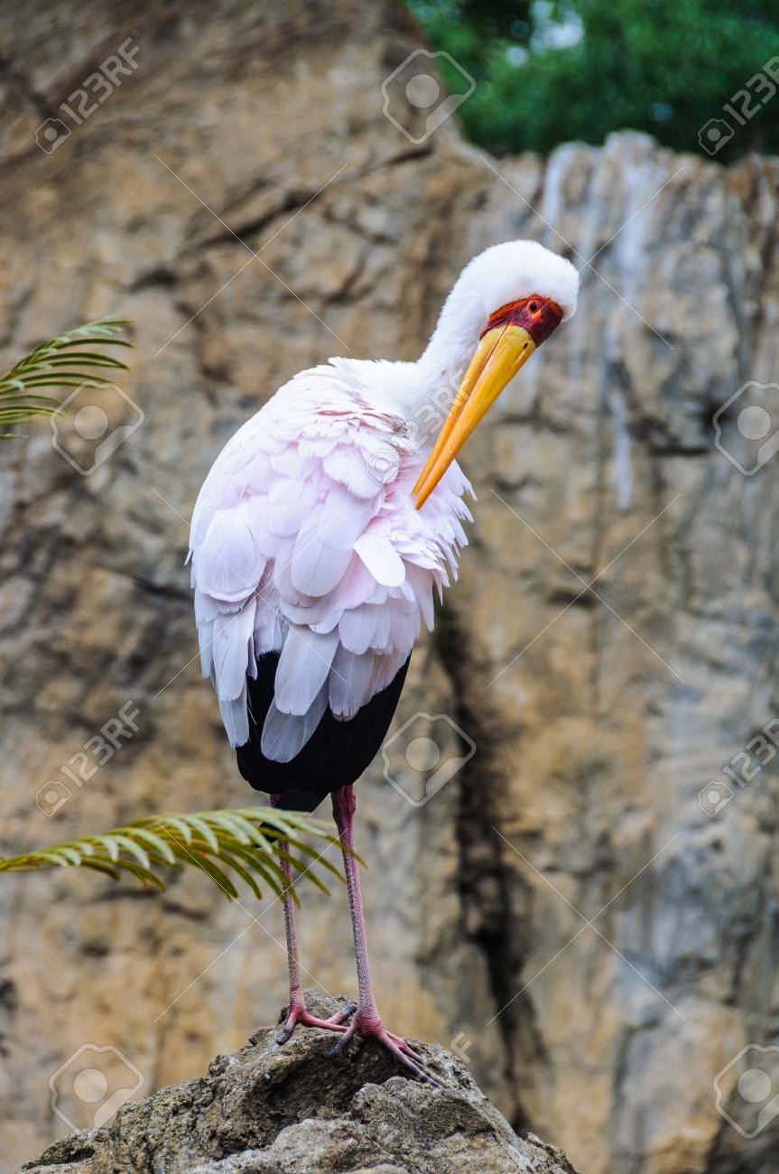 バレンシア スペインの動物向け動物園アフリカトキコウ の写真素材 画像素材 Image