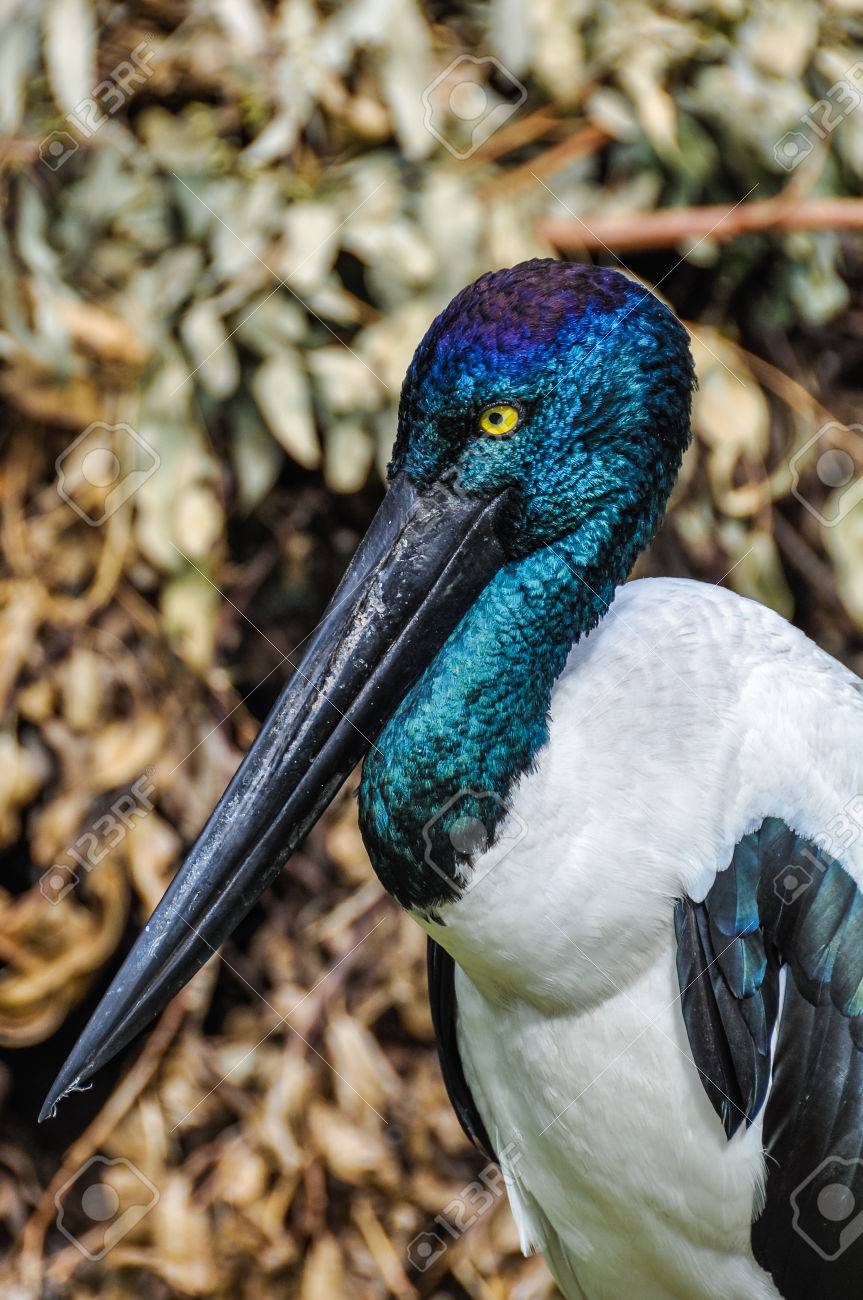 Oiseau Coloré Avec Un Long Bec Dans Le Parc Animalier Featherdale Près De Sydney En Australie