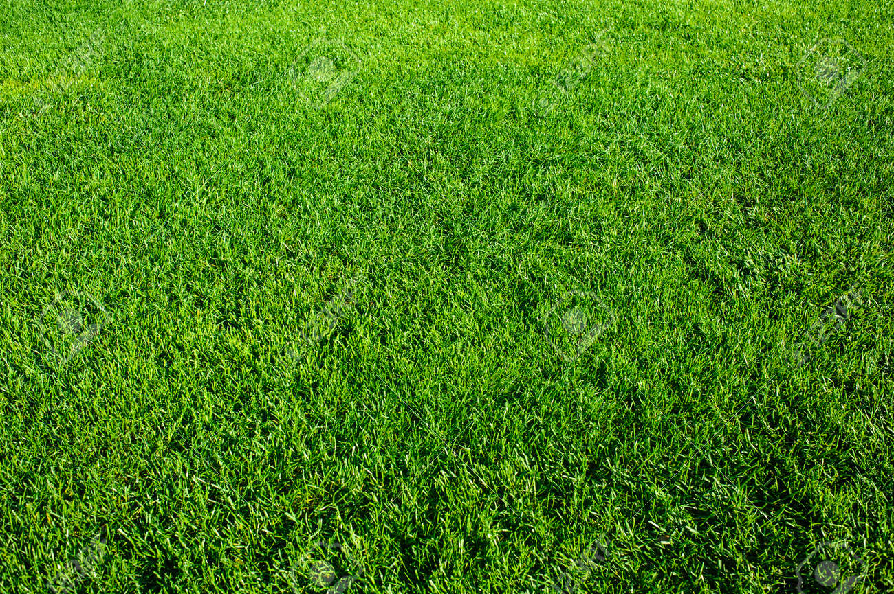 Green grass background texture. Element of design. - 155651397 Green grass background texture. Element of design. - 155651397