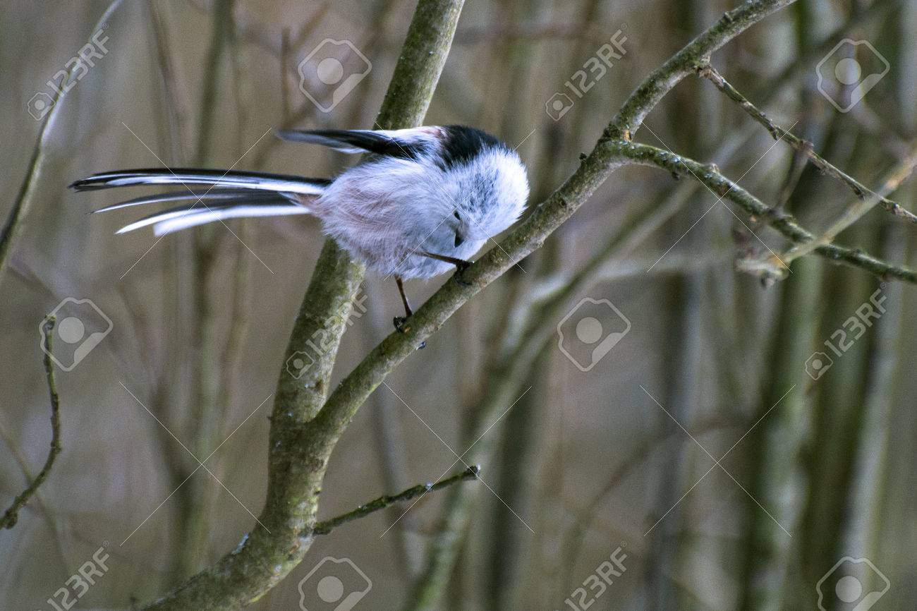 Un Petit Oiseau Avec Une Queue à Queue Longue Repose Sur Une Branche Et Plie La Tête