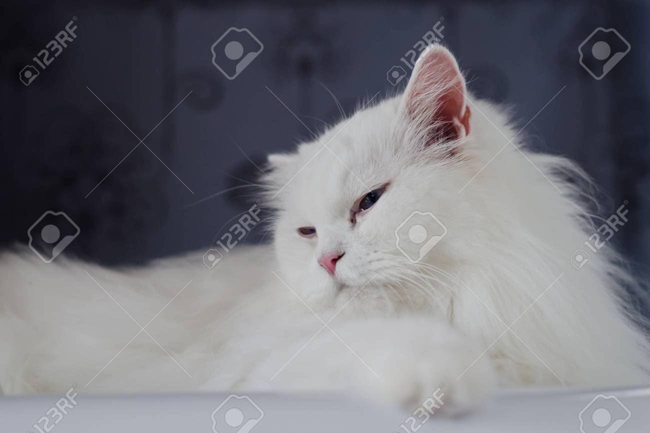 etiam-dictum-ipsum-a-felis