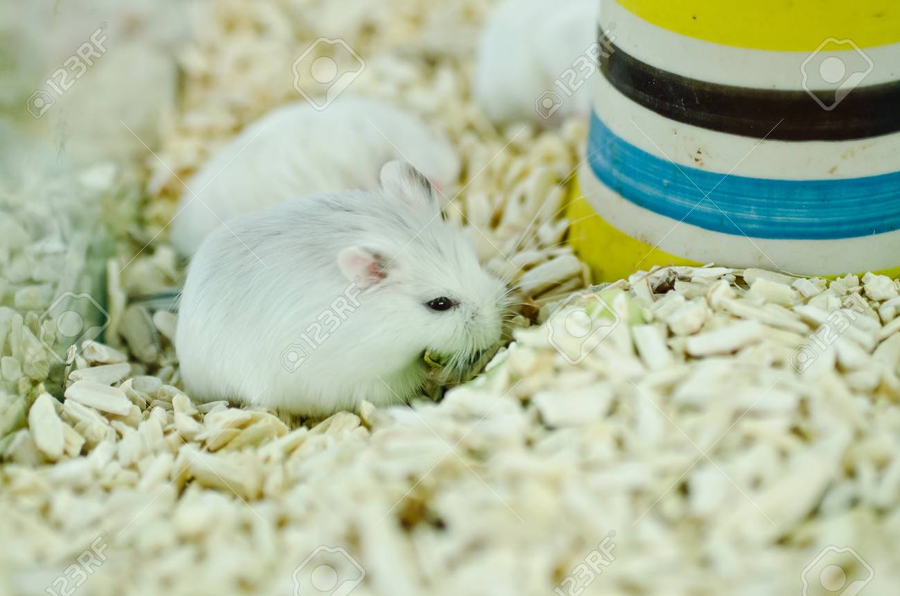 ハムスターの食事 の写真素材 画像素材 Image ハムスターの食事 の写真素材 画像素材 Image