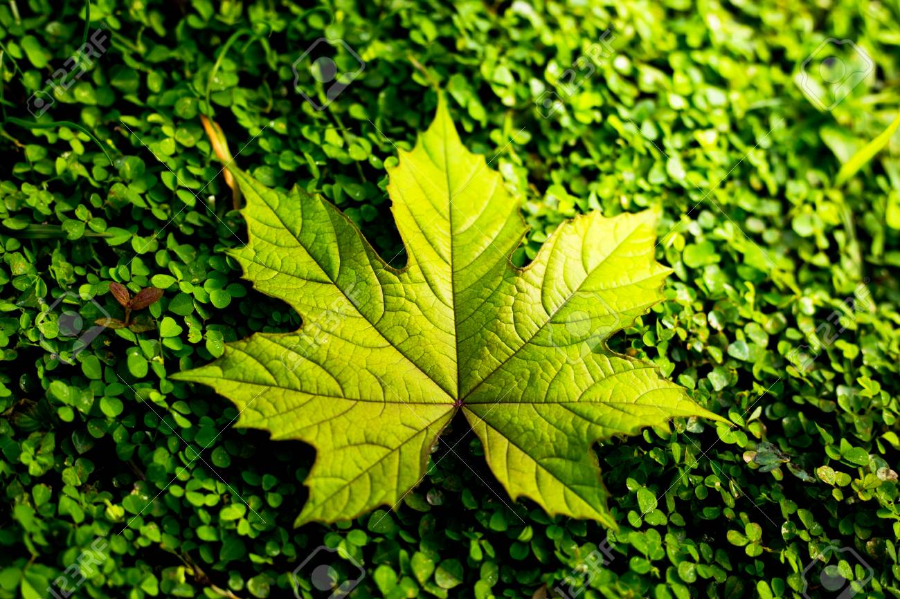 秋の季節の草の背景のテクスチャの葉の美しい の写真素材 画像素材 Image