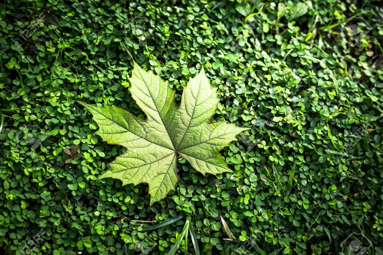 秋の季節の草の背景のテクスチャの葉の美しい の写真素材 画像素材 Image