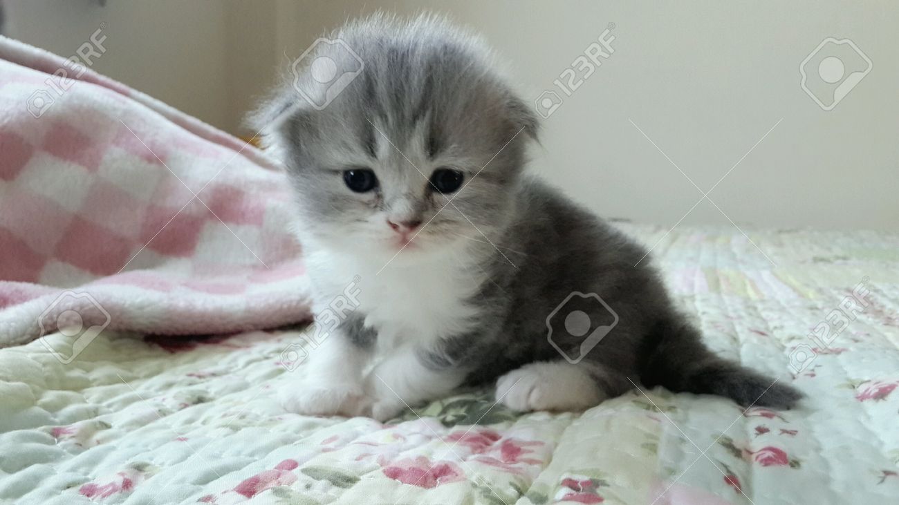 scottish fold baby cat