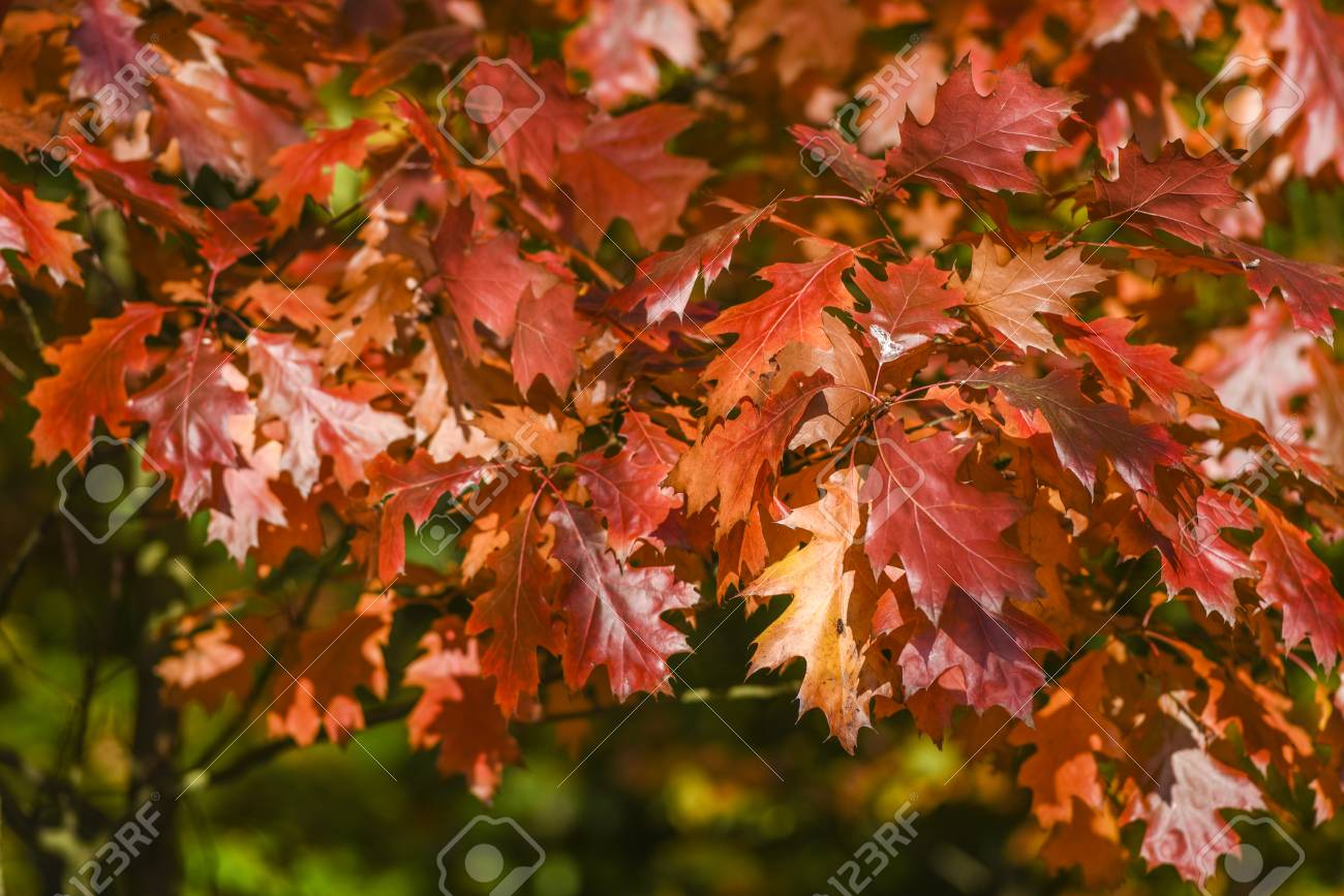 arboles de hojas rojas arboles de hojas rojas