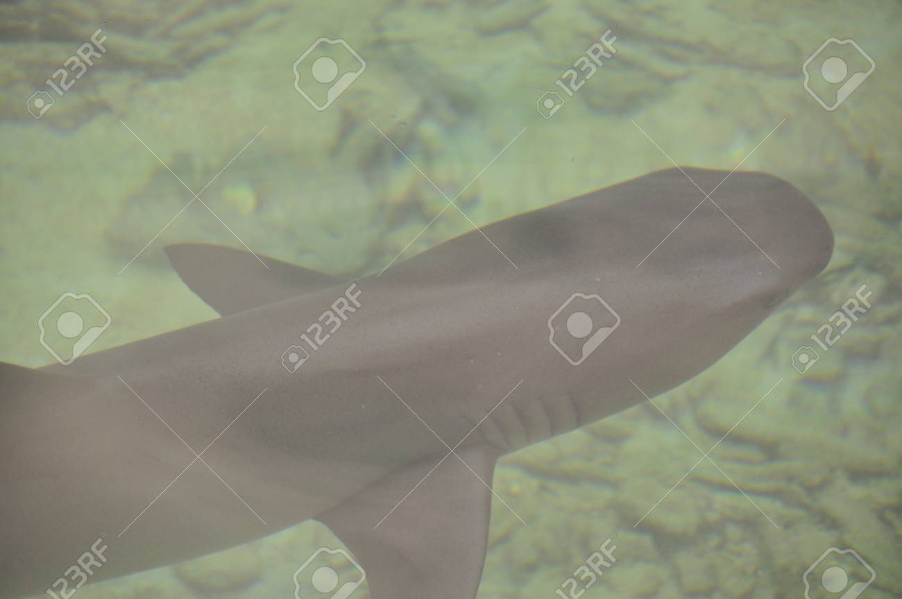 ジャワ海に浮かぶサメ Karimunjawa インドネシア の写真素材 画像素材 Image