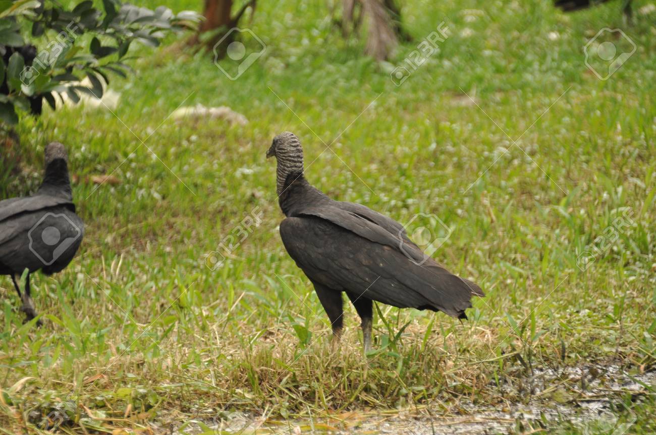 Vautour Noir Manger Un Oiseau Noir De Charogne Avec Un Sens De Lodorat Et Une Tête Sans Plumes
