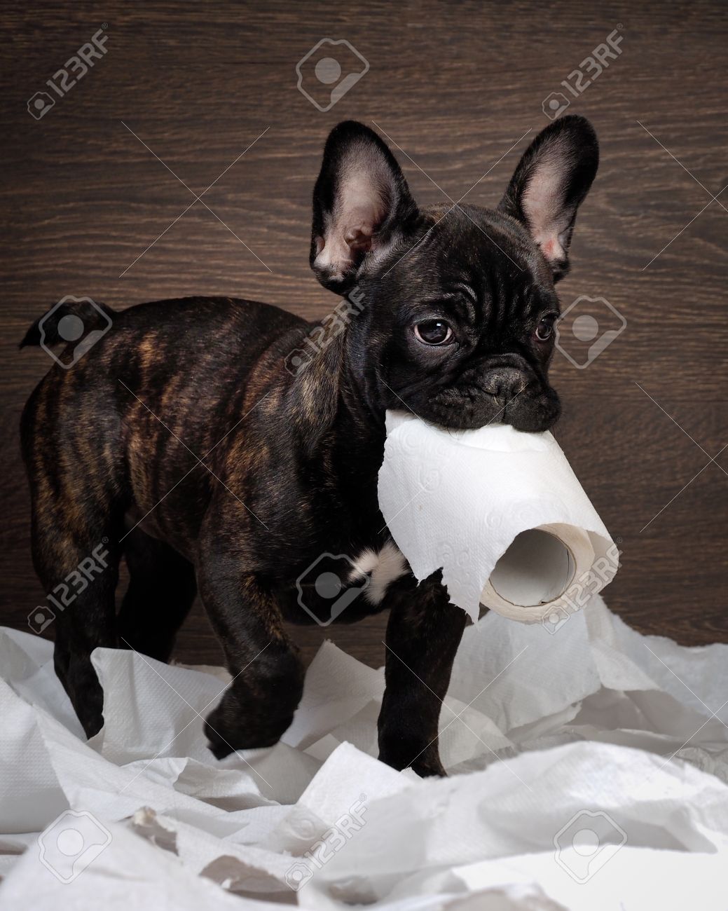 変な犬 トイレット ペーパーで遊んでいます 犬フレンチ ブルドッグの子犬 ブラック色です 背景の木 の写真素材 画像素材 Image