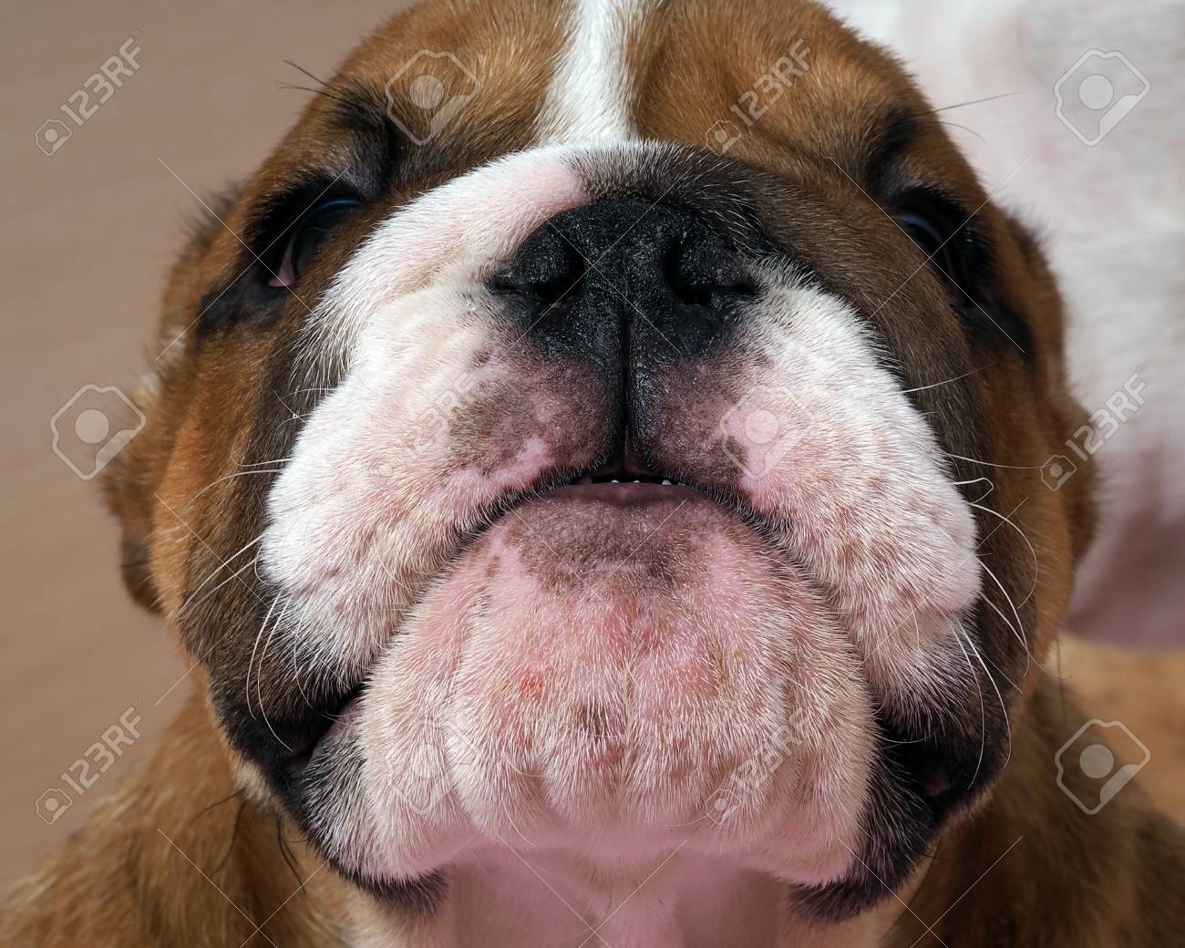 犬のうなり声 英語のブルドッグの肖像画 の写真素材 画像素材 Image