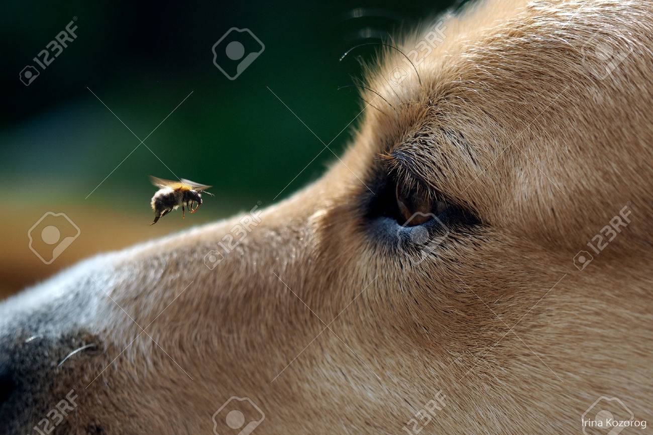 dog's muzzle and big bumblebee flying. The insect flew up to the dog's muzzle. The dog watches the flight of the bumblebee. dog bite danger - 57819270 dog's muzzle and big bumblebee flying. The insect flew up to the dog's muzzle. The dog watches the flight of the bumblebee. dog bite danger - 57819270