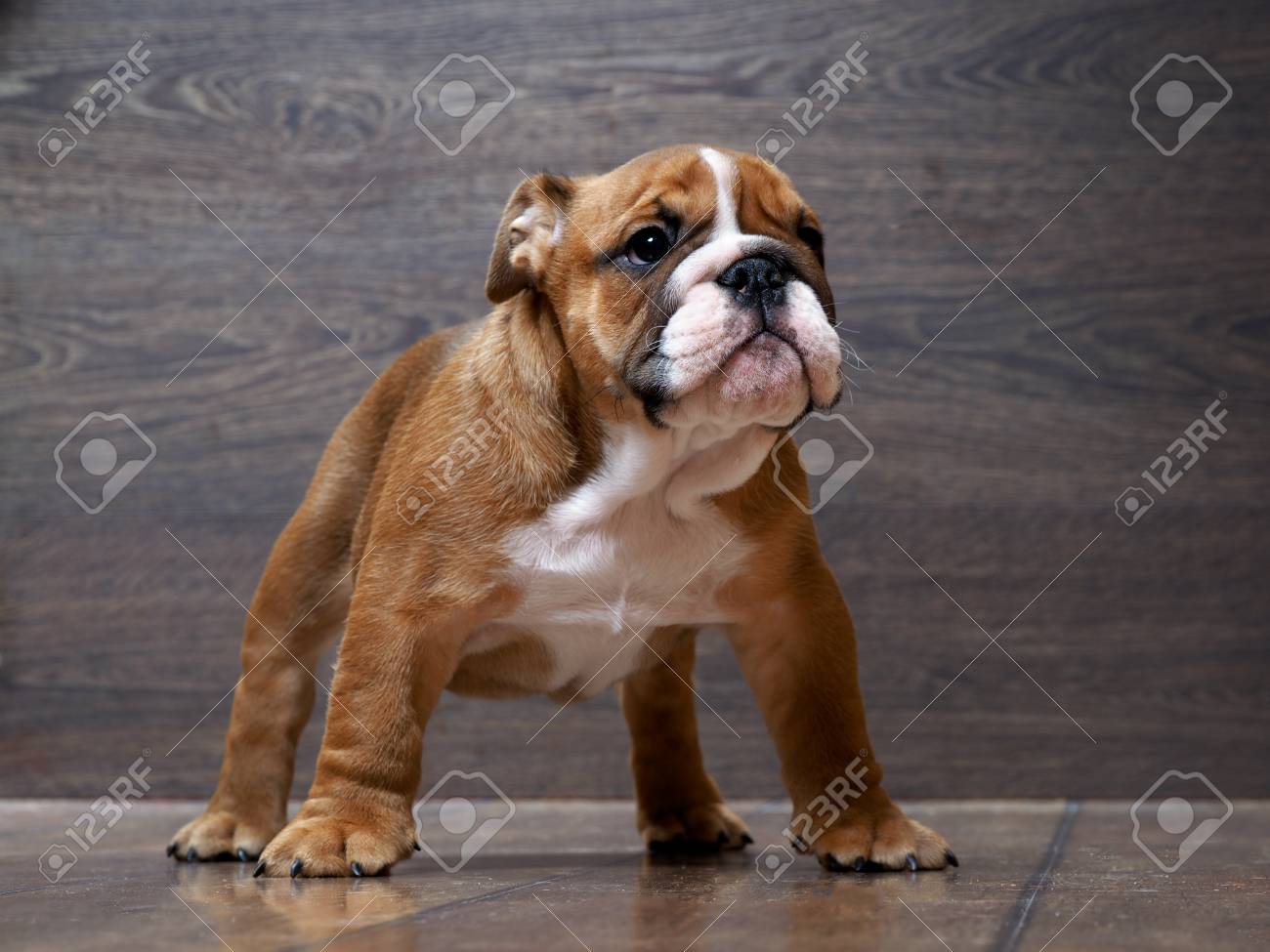 Gorgeous English Bulldog Puppy Rack Puppy 3 Months Background Wooden Board Stock Photo Picture And Royalty Free Image Image 57824829 Gorgeous English Bulldog Puppy Rack Puppy 3 Months Background Wooden Board Stock Photo Picture And Royalty Free Image Image 57824829