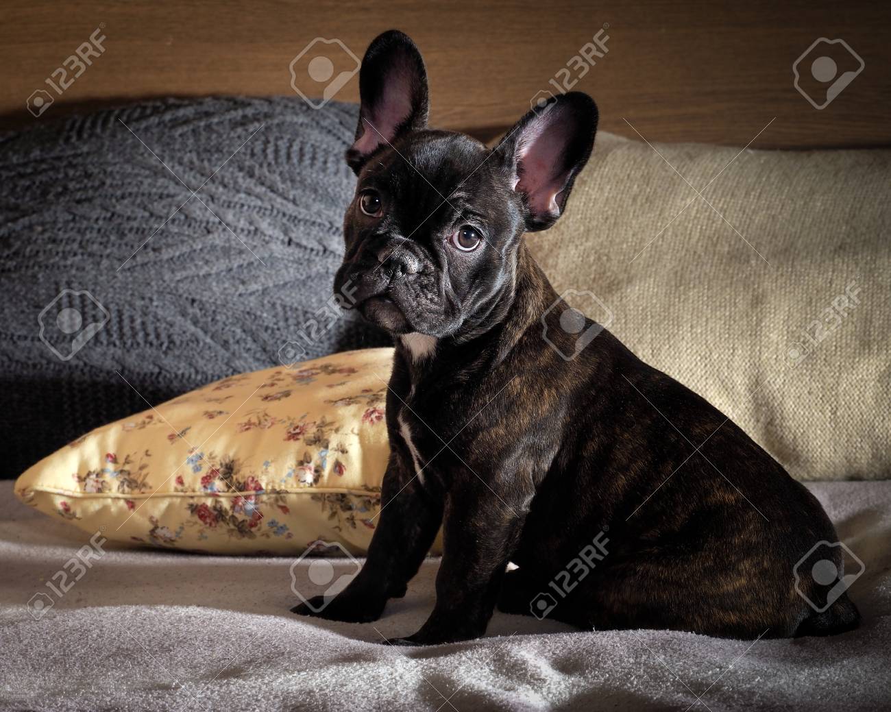 ベッドの上の犬 犬黒フレンチ ブルドッグ子犬 枕がたくさん の写真素材 画像素材 Image 5741