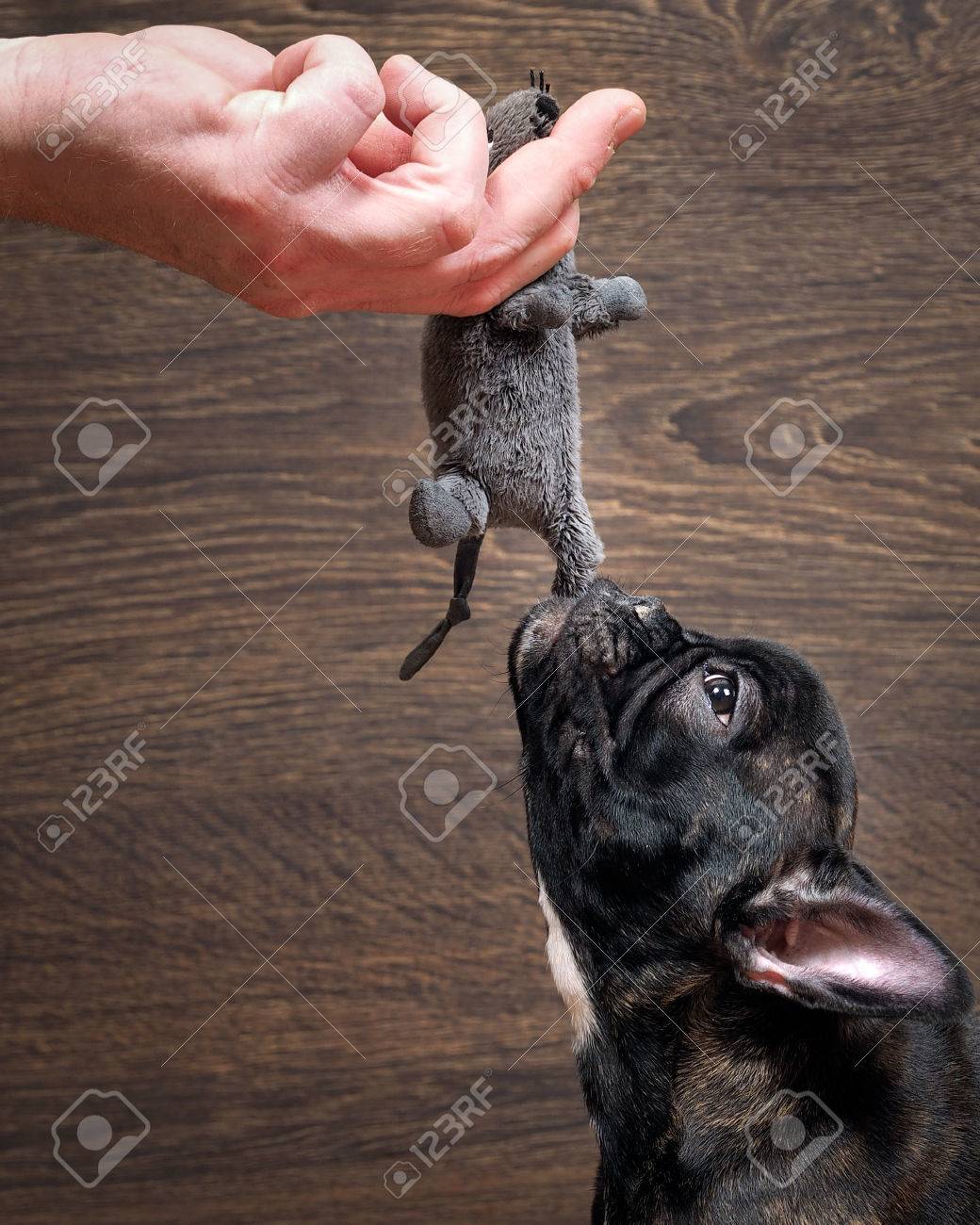 犬のぬいぐるみで遊んで ねずみのおもちゃ 灰色 犬フレンチ ブルドッグ おもちゃを持っている男の手 犬は おもちゃ自体に しっかりと保持して 強い歯を引っ張る の写真素材 画像素材 Image 犬のぬいぐるみで遊んで ねずみのおもちゃ 灰色 犬フレンチ ブルドッグ おもちゃを持っている男の手 犬は おもちゃ自体に しっかりと保持して 強い歯を引っ張る の写真素材 画像素材 Image