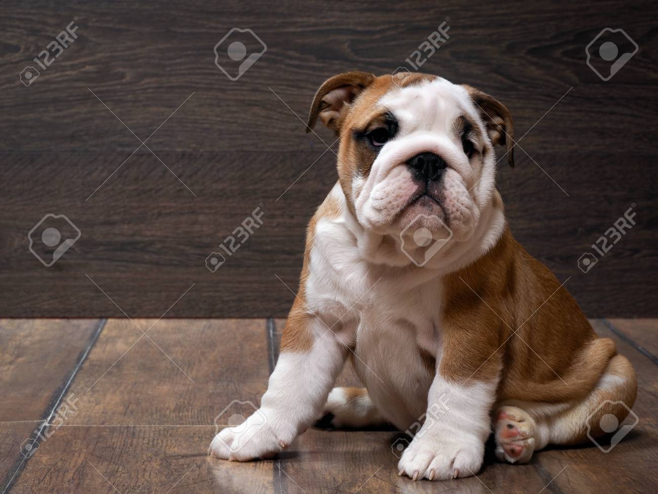 purebred bulldog