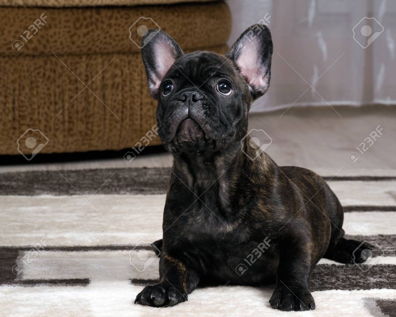 carol house spay and neuter