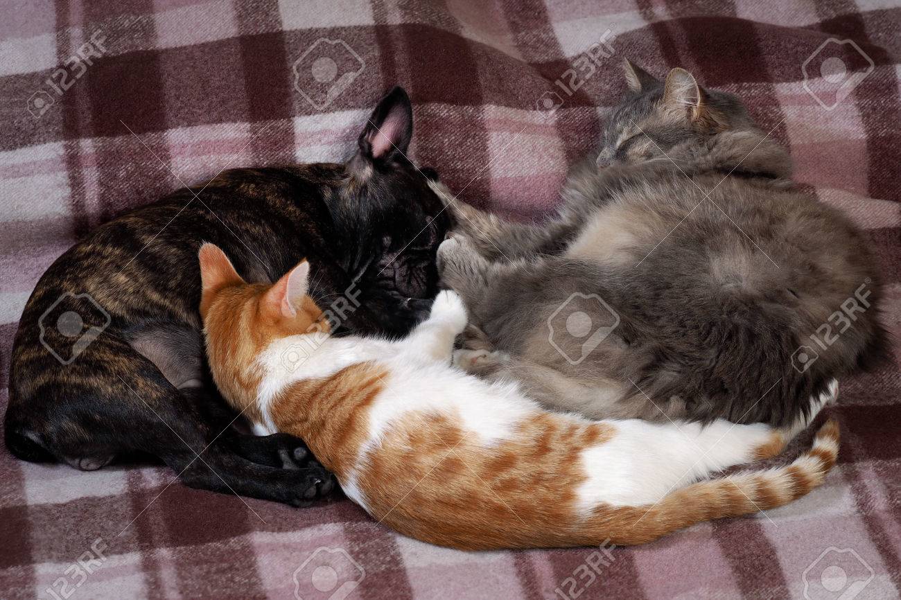 2 匹の猫と犬と一緒に睡眠 別の猫 灰色のふわふわ 大小を問わずシベリア猫 赤猫と白 ペットは格子縞の上で寝る 黒犬フレンチ ブルドッグ の写真素材 画像素材 Image