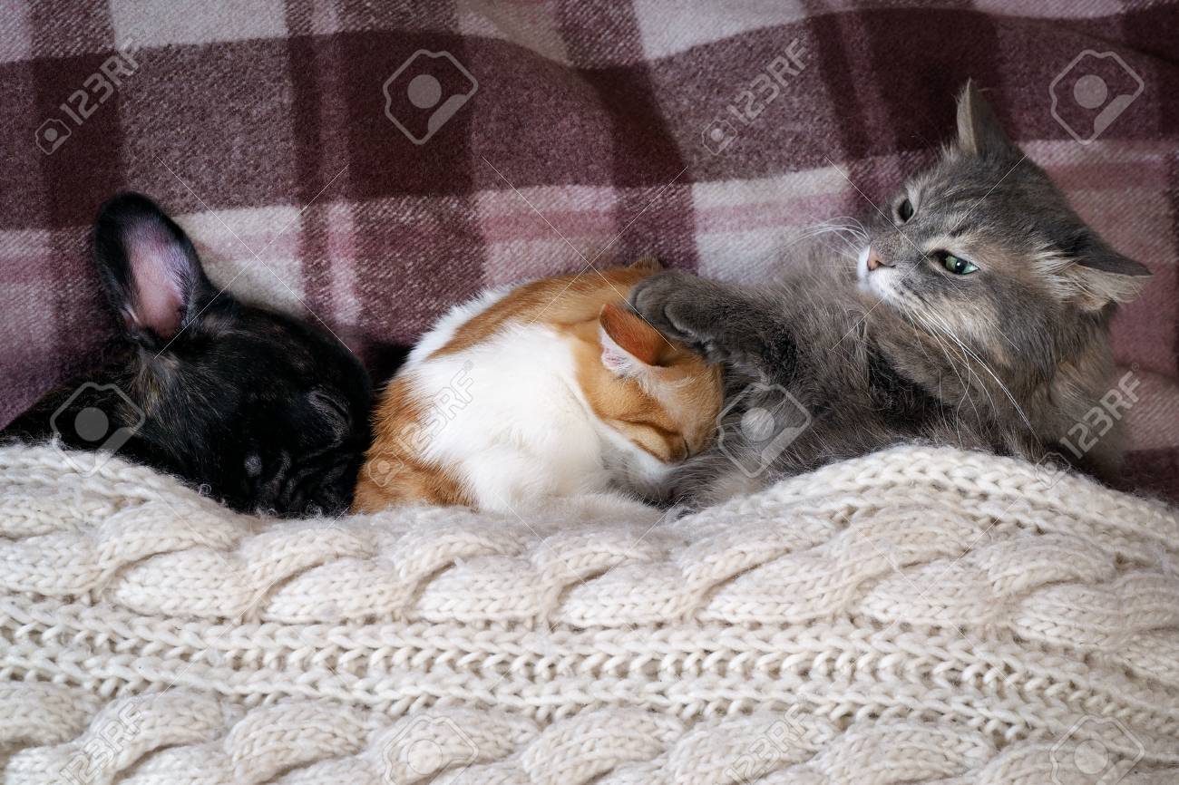 2 匹の猫と毛布の下のベッドで一緒に寝ている犬 の写真素材 画像素材 Image