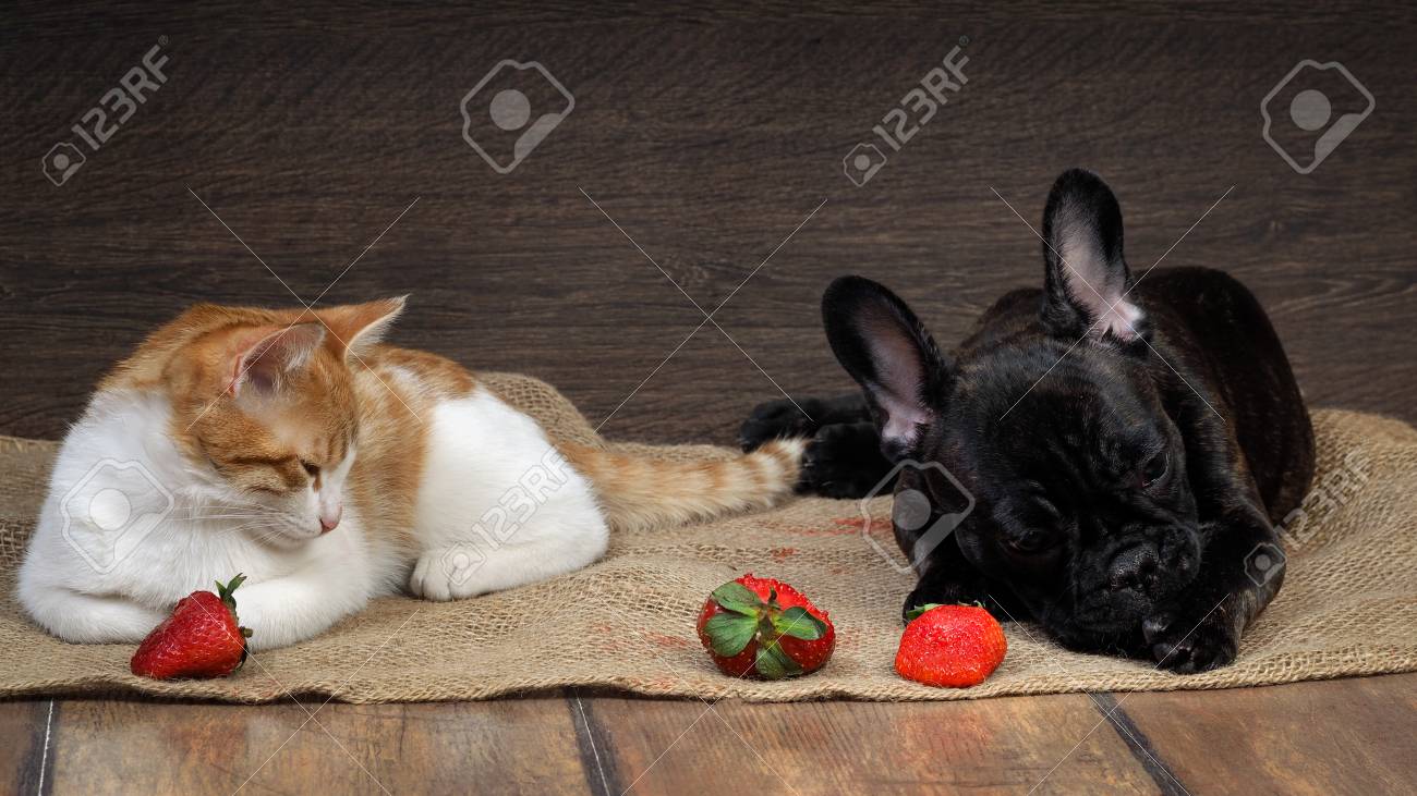 Chien Chat Et Fraise Un Chien Avec Un Chat Jouant Fraises Chien De Bouledogue Français Le Chat Est Blanc Avec Du Rouge