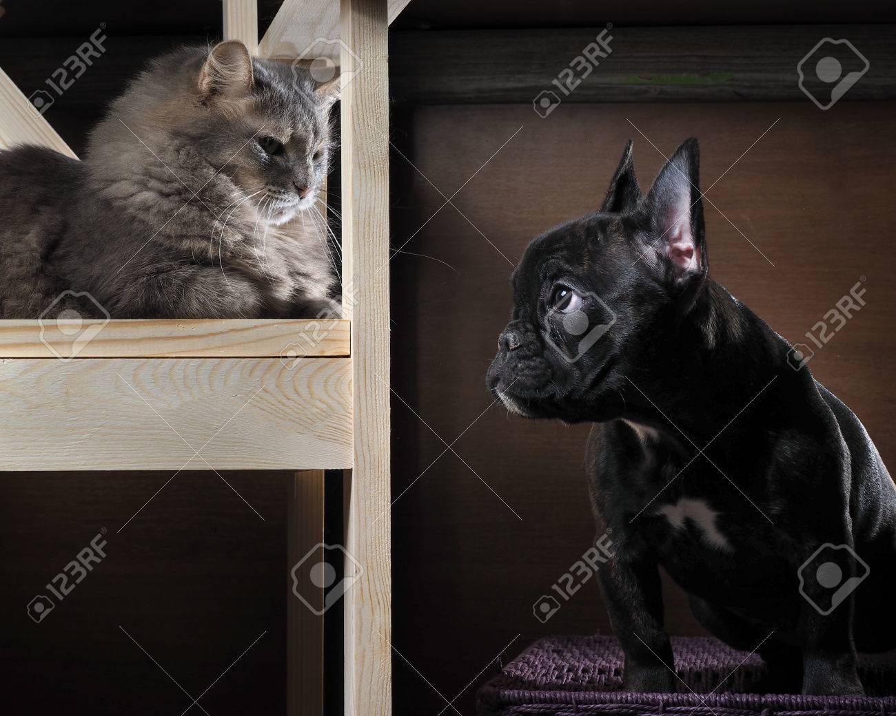 Les Sims 4 Chiens Et Chats Récap Du Stream Officiel N1