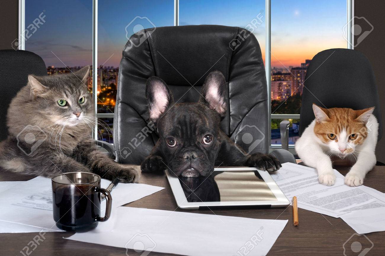 Businessmen in office. Dog head and cat - employees, managers. Different characters personality. The concept of career growth, business, humor, advice, pet products - 61500368 Businessmen in office. Dog head and cat - employees, managers. Different characters personality. The concept of career growth, business, humor, advice, pet products - 61500368