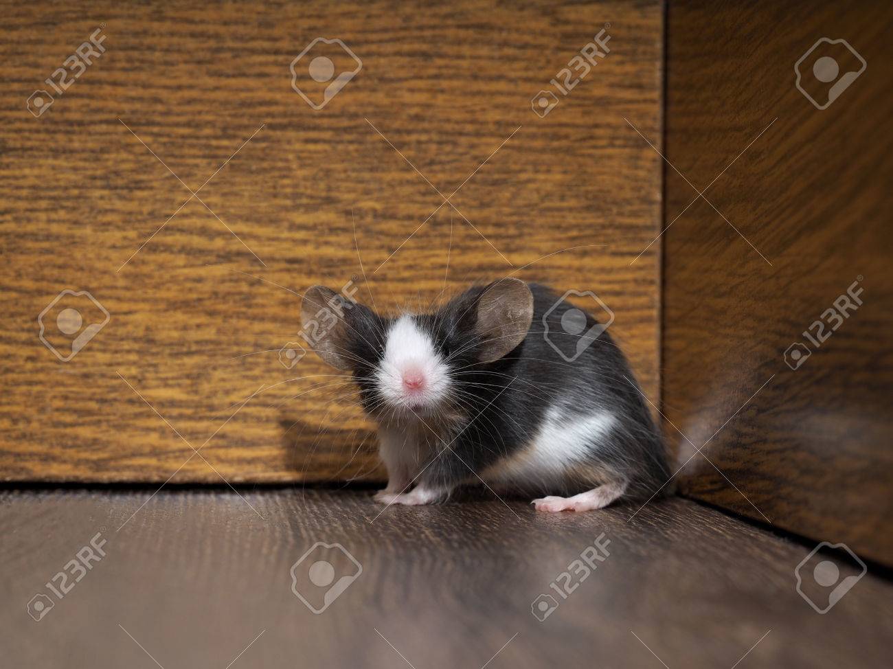 部屋の床にグレー白毛皮のようなマウス ピンクの鼻 長いひげと耳 変な動物 の写真素材 画像素材 Image