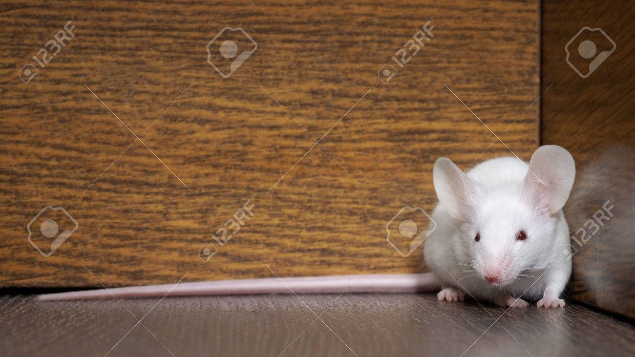 床に座って赤目で白いマウス 非常に長いピンクのしっぽの齧歯動物 の写真素材 画像素材 Image