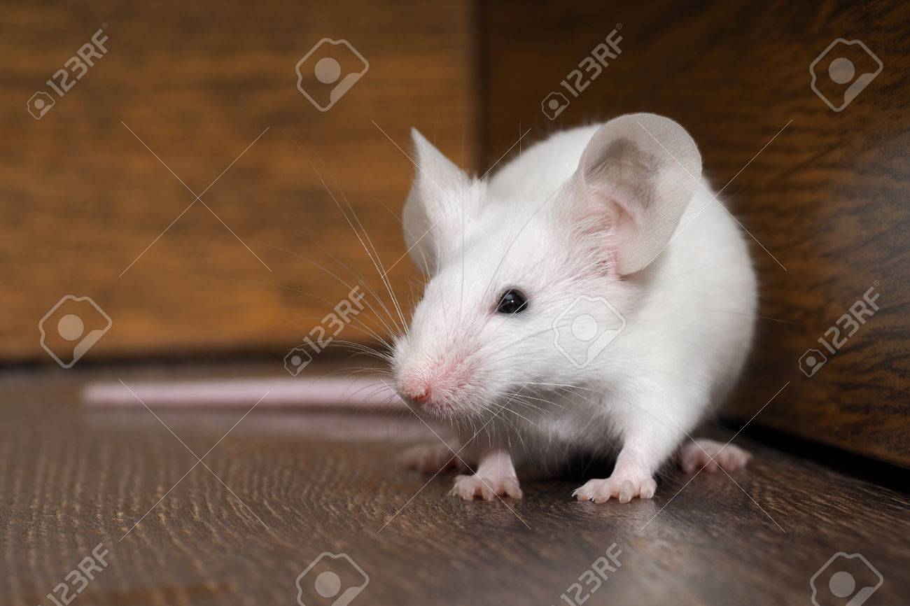 床に座って赤目で白いマウス 非常に長いピンクのしっぽの齧歯動物 の写真素材 画像素材 Image