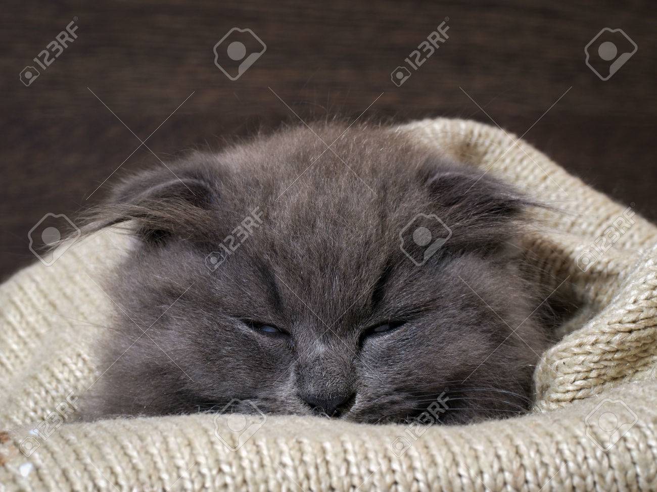 grey cat blanket